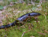 HERPETOLOGY TOUR (AMPHIBIANS AND REPTILES OF BULGARIA)