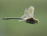 DRAGONFLIES