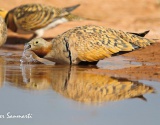 CATALONIA & ARAGÓN BIRDWATCHING TOUR