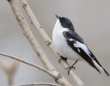 AVES EMBLEMATICAS DE BULGARIA (RAREZAS EUROPEAS)