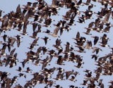 RED-BREASTED GEESE WINTER TOUR