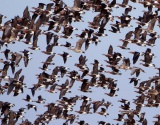 RED-BREASTED GEESE WINTER TOUR