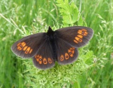 BUTTERFLIES OF BULGARIA & SERBIA ON FOCUS (12 DAYS)