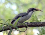 SRI LANKA BIRDING TOUR